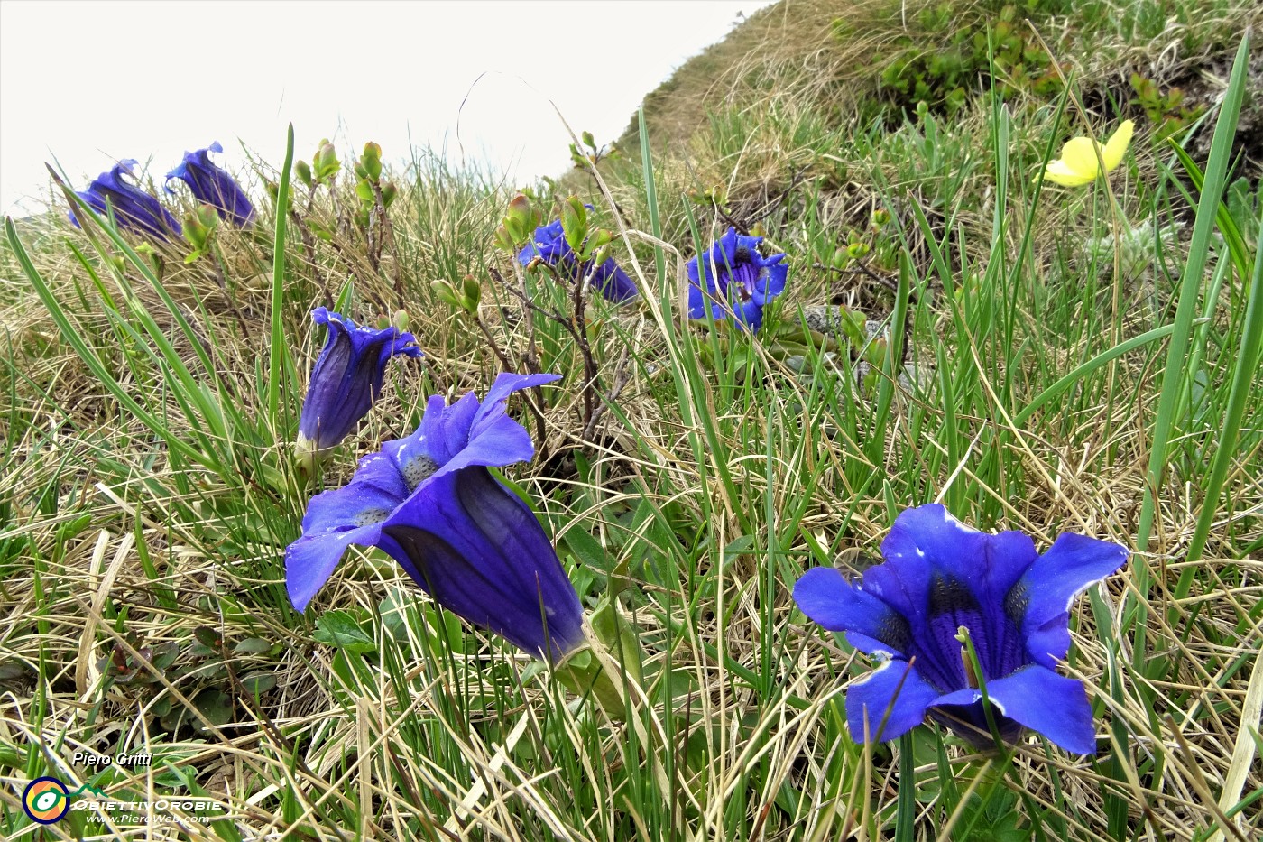 84 Genziana di Clusius  e pulsatilla alpina sulfurea.JPG